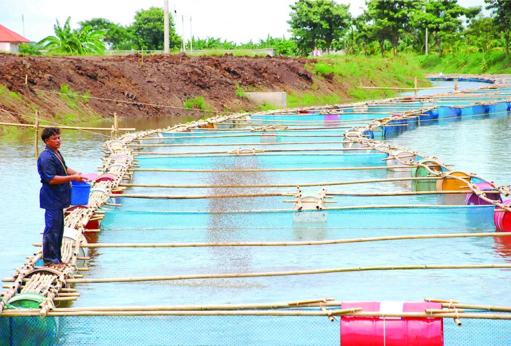 farm, fish farm, fish pond