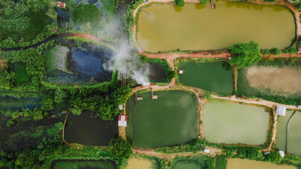 Explore the serene aerial view of fish ponds in Kampong Khleang, Cambodia, surrounded by lush greenery.