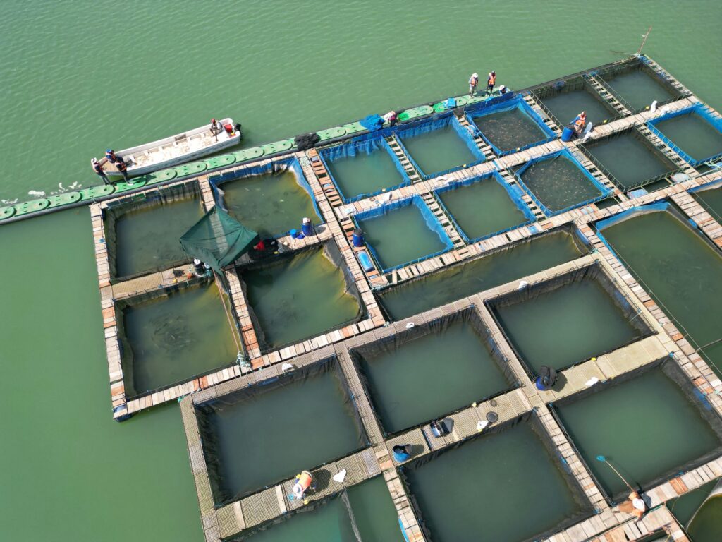 Aerial View of Fish Farming Rafts on Green Ocean